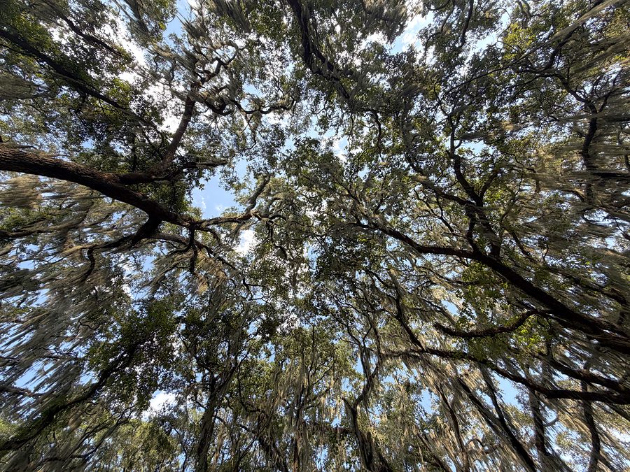 Looking straight up into the live oak canopy, branches and Spanish moss against blue sky