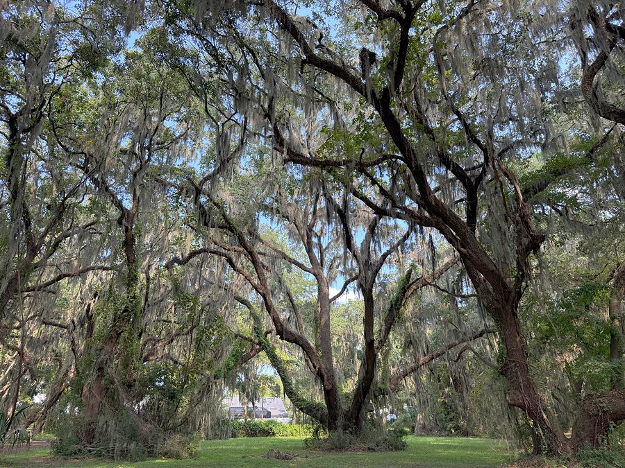 A grove of mature live oaks draped in Spanish moss on the club grounds, with the hall visible beyond
